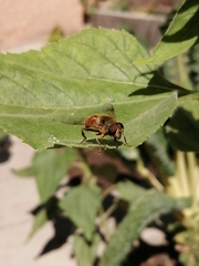Eristalis tenax