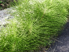 Equisetum telmateia telmateia