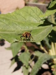 Eristalis tenax