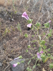 Malva punctata