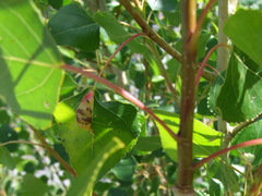 Pemphigus phenax
