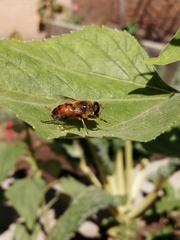 Eristalis tenax