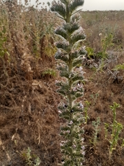 Echium glomeratum