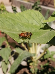 Eristalis tenax