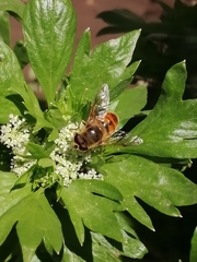 Eristalis tenax