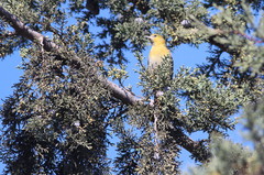 Icterus bullockii