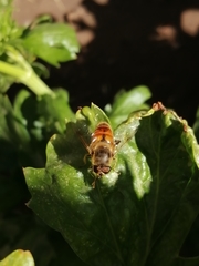 Eristalis tenax
