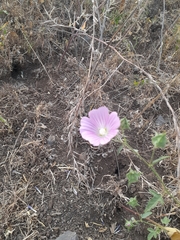 Malva punctata