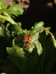 Eristalis tenax