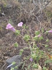 Malva punctata