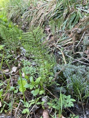 Equisetum telmateia