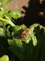 Eristalis tenax