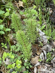 Equisetum telmateia