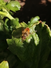Eristalis tenax