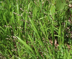 Meliceae
