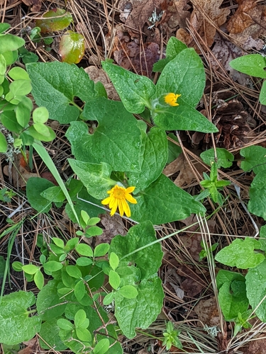Heart-leaf arnica (Arnica cordifolia)