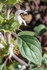 Acanthomintha lanceolata