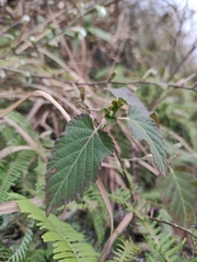 Rubus corchorifolius