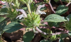 Acanthomintha lanceolata