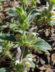 Acanthomintha lanceolata