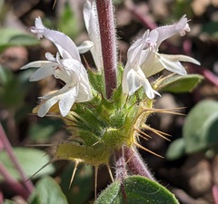 Acanthomintha lanceolata