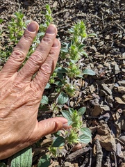 Acanthomintha lanceolata