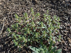 Acanthomintha lanceolata