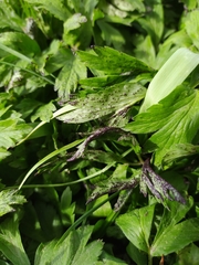 Synchytrium anemones