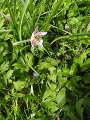 Synchytrium anemones