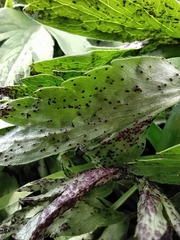 Synchytrium anemones