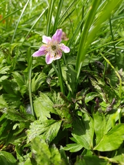 Synchytrium anemones