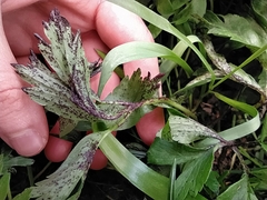 Synchytrium anemones