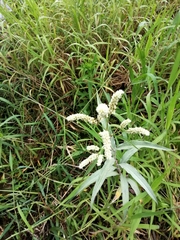 Persicaria lapathifolia lanata