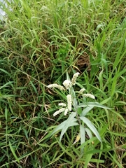 Persicaria lapathifolia lanata