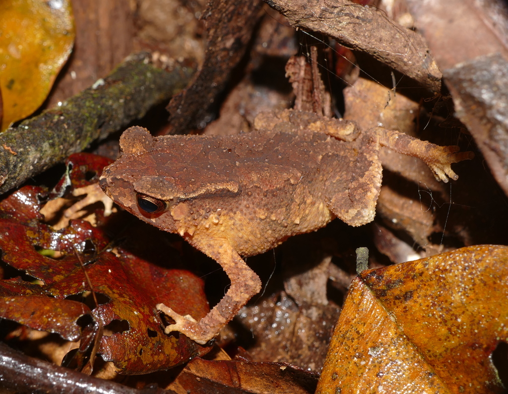 Kotagama's Toad