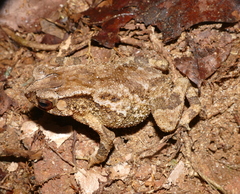 Duttaphrynus kotagamai