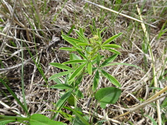 Pediomelum tenuiflorum