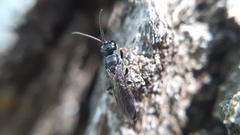 Passaloecus