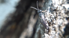 Passaloecus