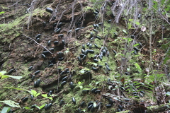 Zoosphaerium neptunus