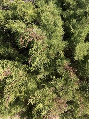 Juniperus turbinata