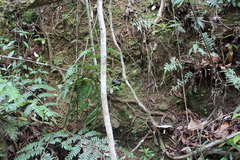Zoosphaerium neptunus