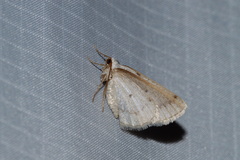 Lomographa glomeraria