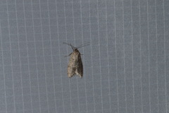 Semioscopis