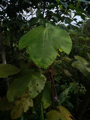 Macaranga bancana