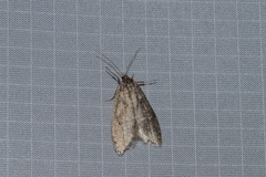 Semioscopis