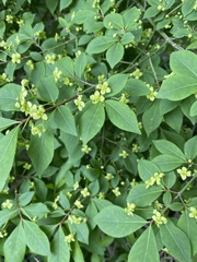 Euonymus alatus