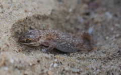 Pachydactylus austeni