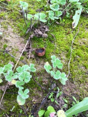 Plicaria endocarpoides