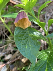 Scopolia carniolica